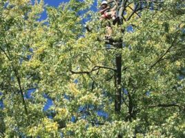 ArboristClimbingTree