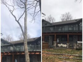 BeforeAndAfterTreeRemoval2