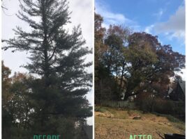 BeforeAndAfterTreeRemoval4